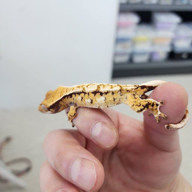 노멀 트라이 화이트스팟 화이트크라운 크림