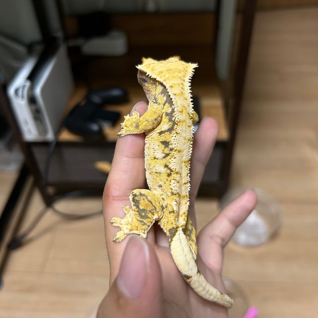 트라이 익스트림할리퀸