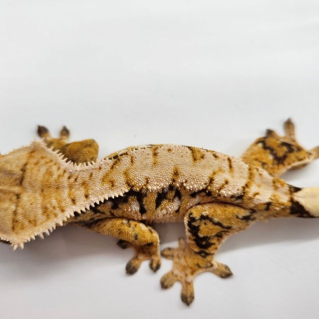 트라이 익스트림할리퀸