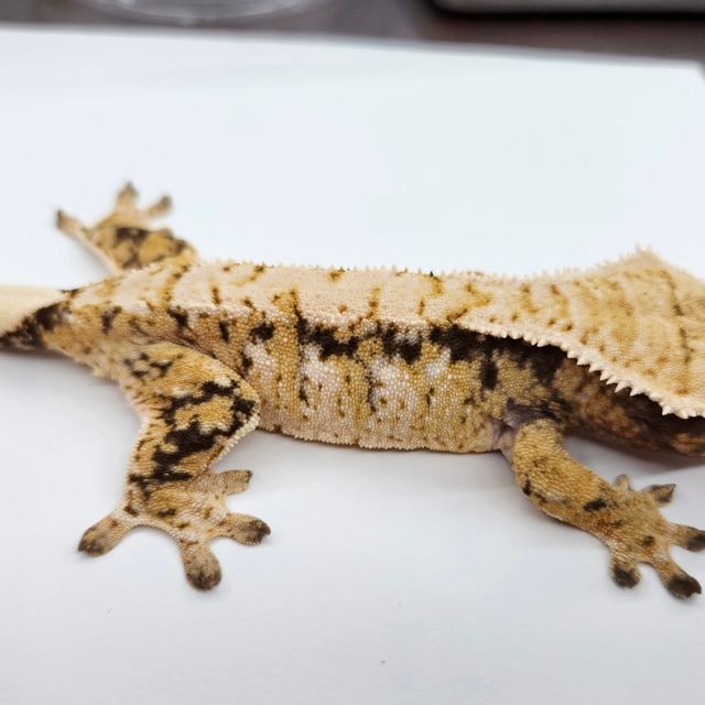 트라이 익스트림할리퀸