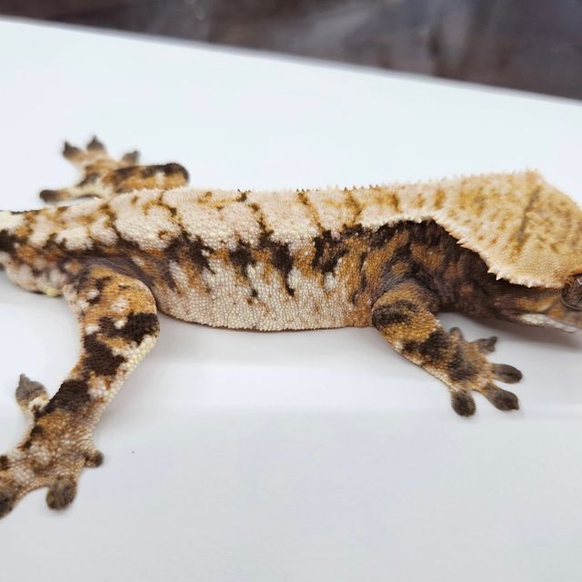 트라이 익스트림할리퀸