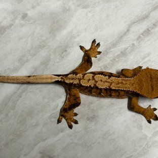 익스트림할리퀸 할리퀸 화이트핀 다크 크림 텐저린