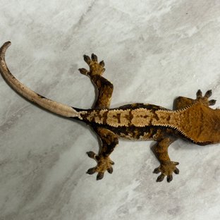 익스트림할리퀸 할리퀸 화이트핀 다크 크림