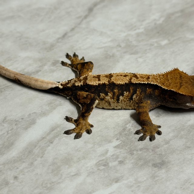 익스트림할리퀸 할리퀸 화이트핀 다크 크림