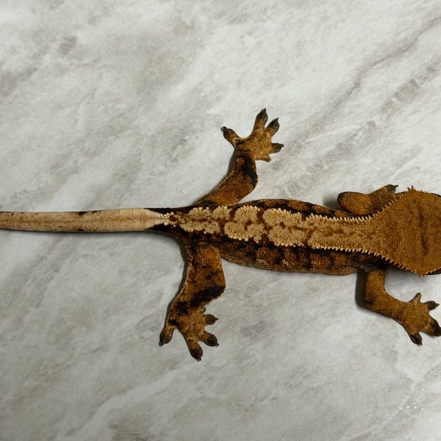 익스트림할리퀸 할리퀸 화이트핀 다크 크림 텐저린