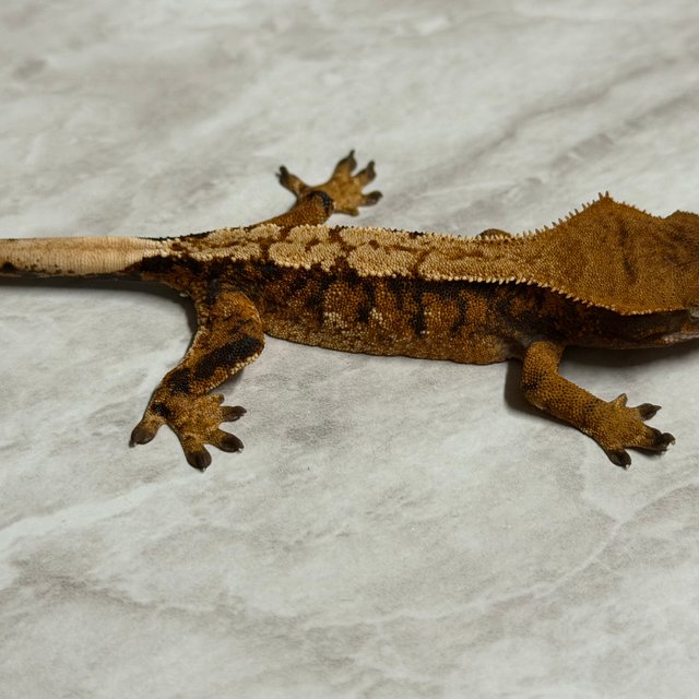 익스트림할리퀸 할리퀸 화이트핀 다크 크림 텐저린