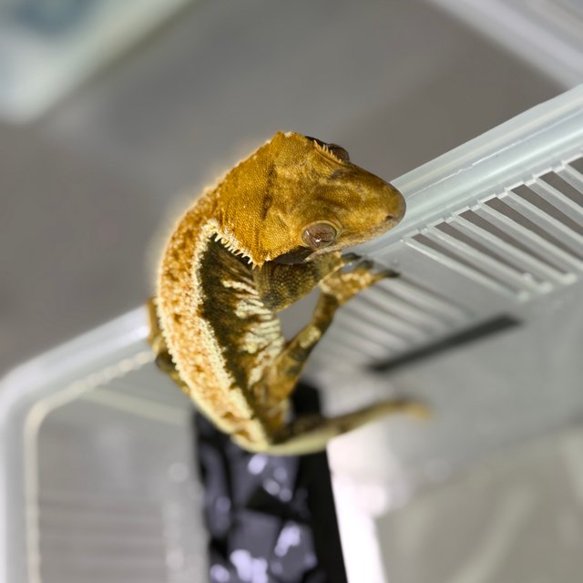 익스트림할리퀸 할리퀸 플레임 핀스트라이프 화이트핀 다크