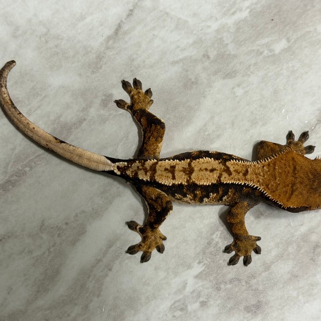 익스트림할리퀸 할리퀸 화이트핀 다크 크림