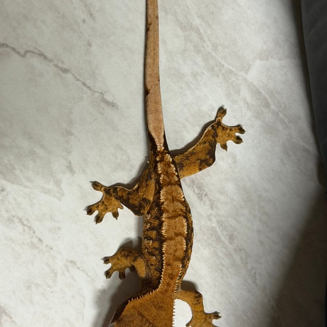 익스트림할리퀸 할리퀸 화이트핀 다크 크림 텐저린