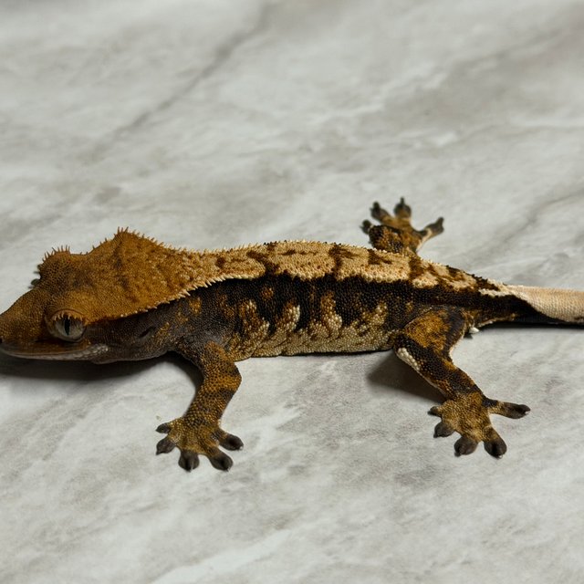 익스트림할리퀸 할리퀸 화이트핀 다크 크림