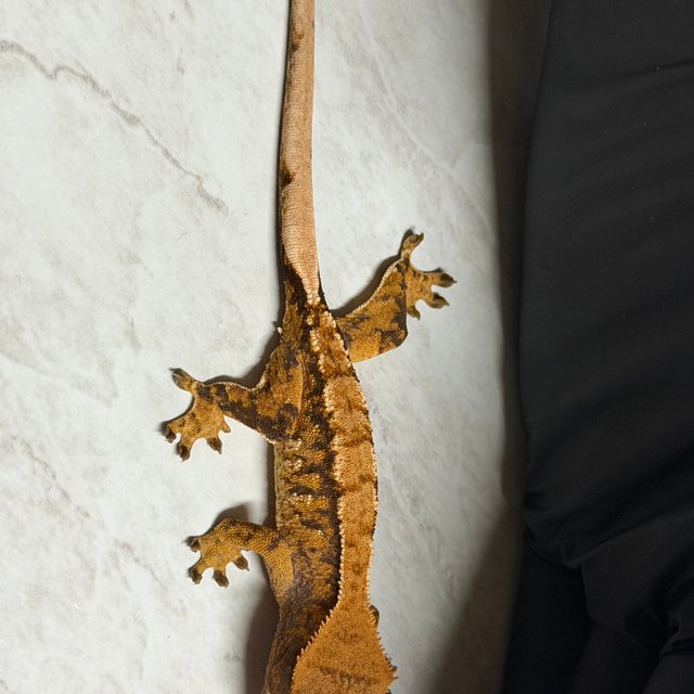 익스트림할리퀸 할리퀸 화이트핀 다크 크림 텐저린