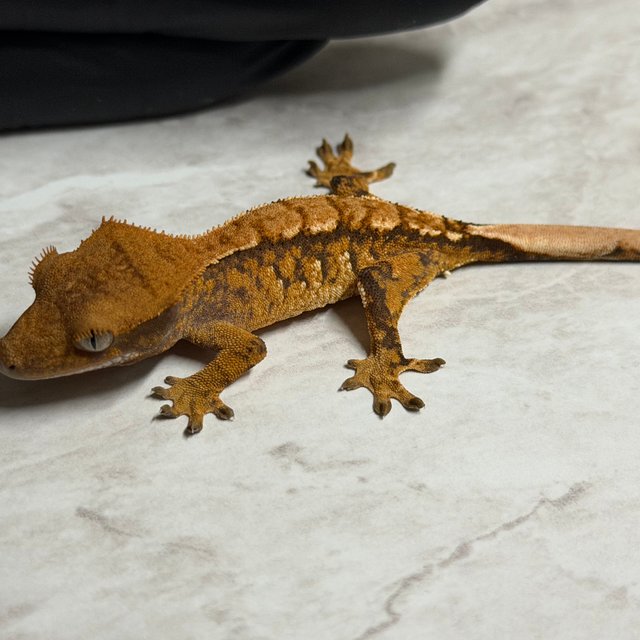 익스트림할리퀸 할리퀸 화이트핀 다크 크림 텐저린