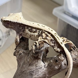 노멀 쿼드 핀스트라이프