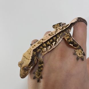 쿼드 핀스트라이프 트라이