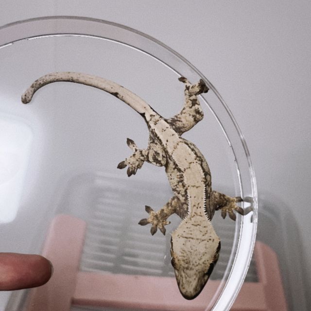 트라이 드리피 화이트스팟 화이트