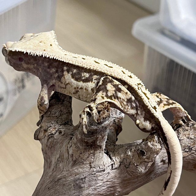 노멀 쿼드 핀스트라이프