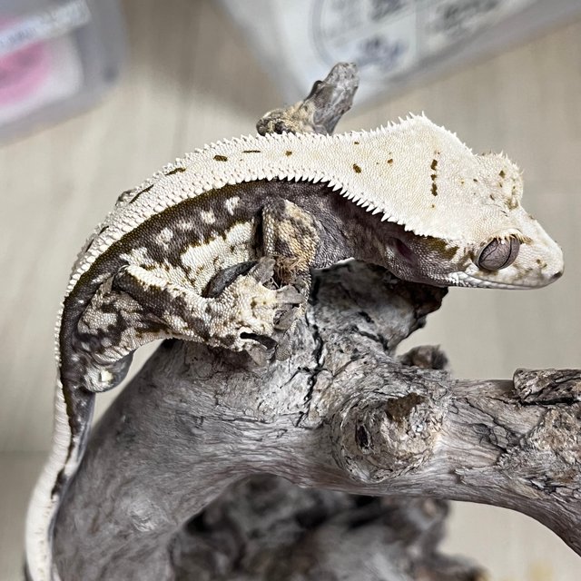 노멀 쿼드 핀스트라이프