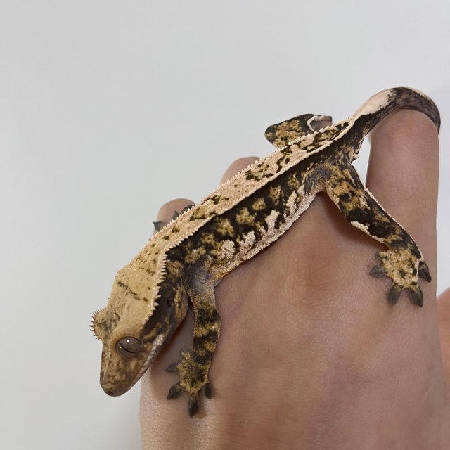 쿼드 핀스트라이프 트라이