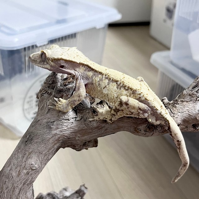 노멀 드리피 화이트스팟