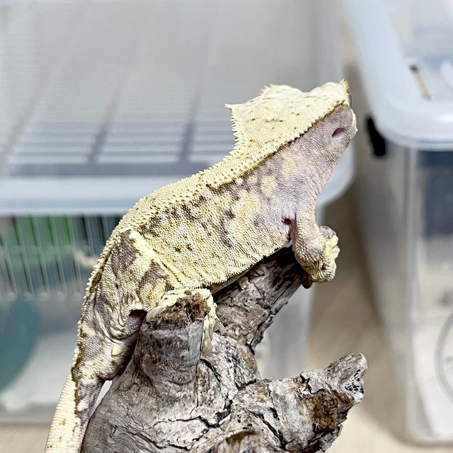 노멀 드리피 화이트스팟