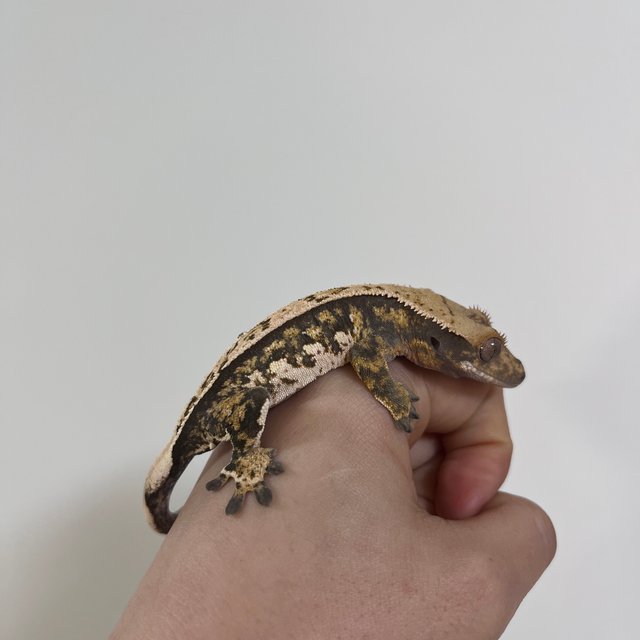 쿼드 핀스트라이프 트라이