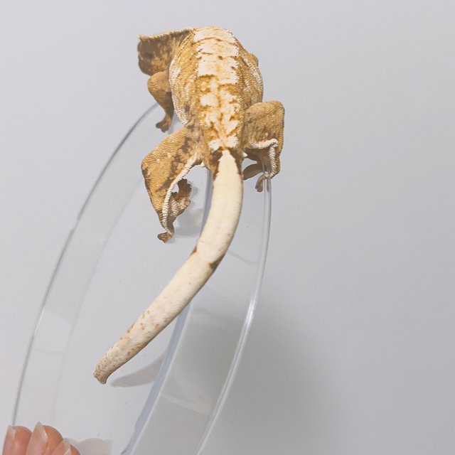 트라이 익스트림할리퀸 화이트