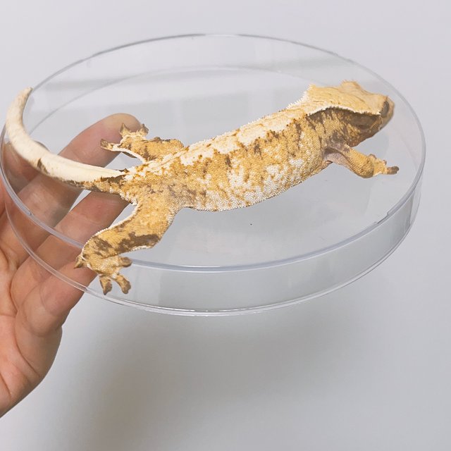 트라이 익스트림할리퀸 화이트