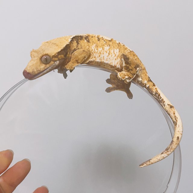 트라이 익스트림할리퀸 화이트