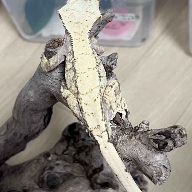 노멀 드리피 화이트스팟