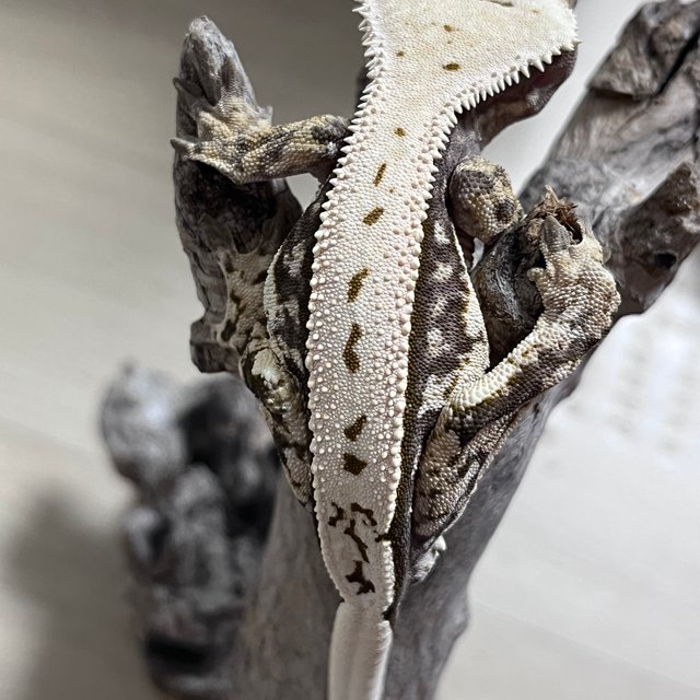 노멀 쿼드 핀스트라이프