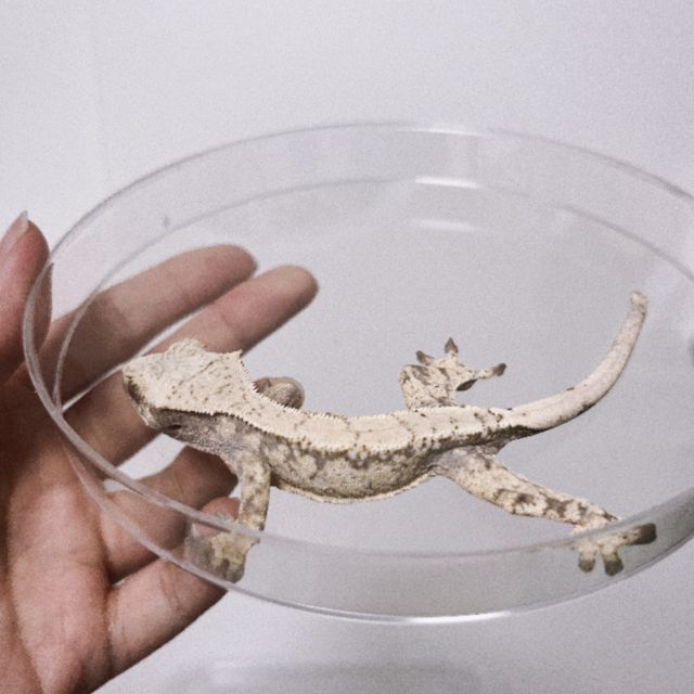 트라이 드리피 화이트스팟 화이트