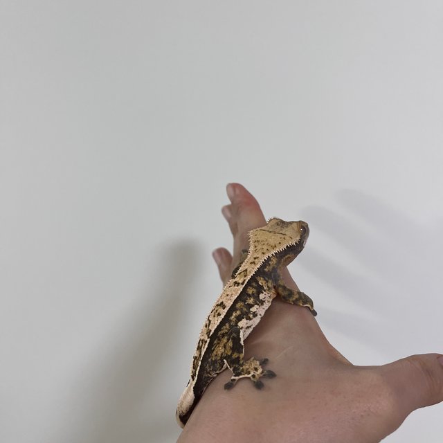 쿼드 핀스트라이프 트라이