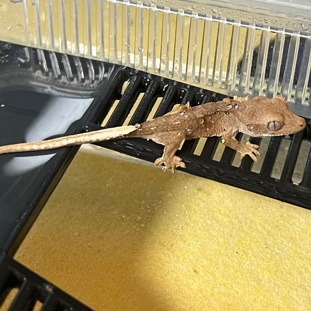 벅스킨 다크 알티 챠콜