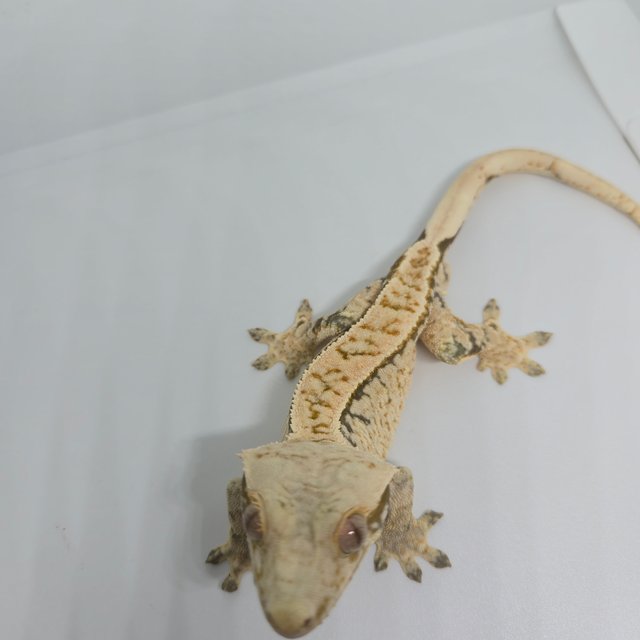 노멀 드리피 화이트 화이트스팟