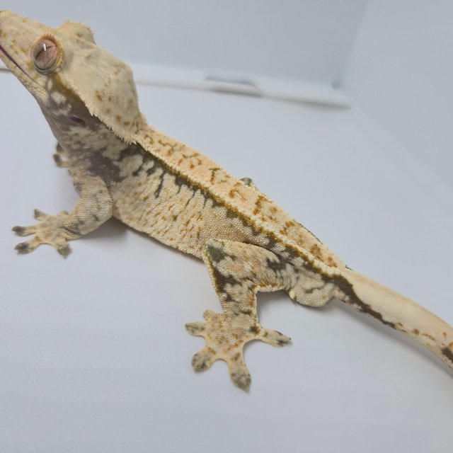 노멀 드리피 화이트 화이트스팟