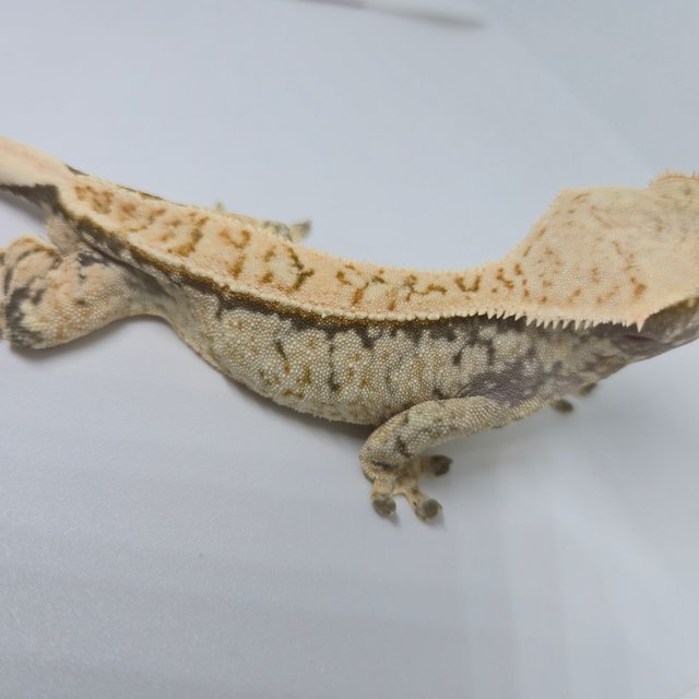 노멀 드리피 화이트 화이트스팟