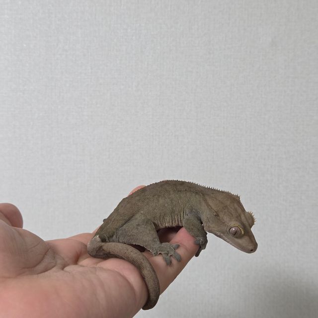 벅스킨 다크