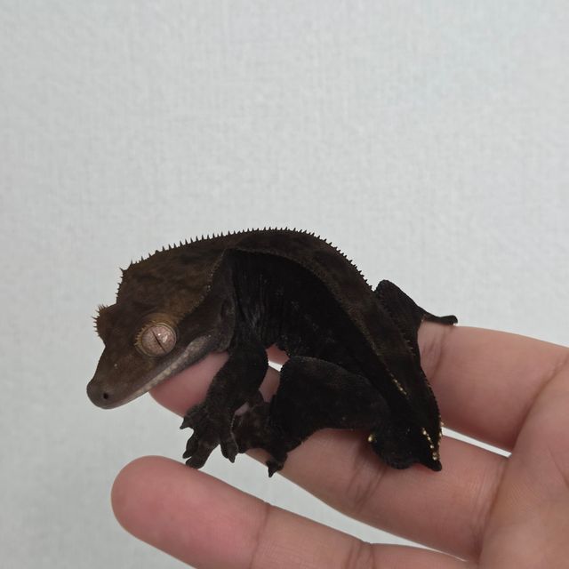 챠콜 카푸치노