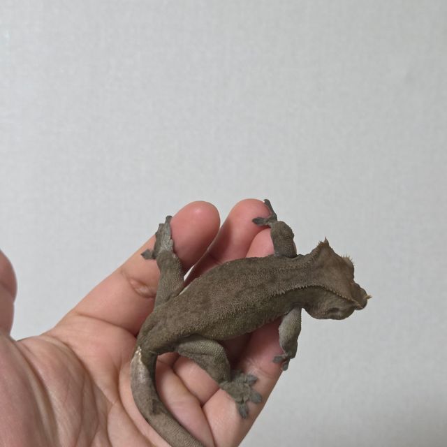 벅스킨 다크