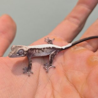 슈퍼세이블 릴리