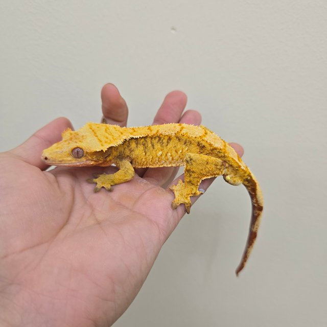 레드 트라이 할리퀸