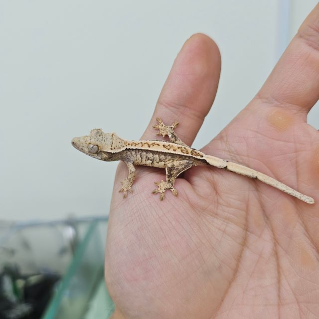 트라이