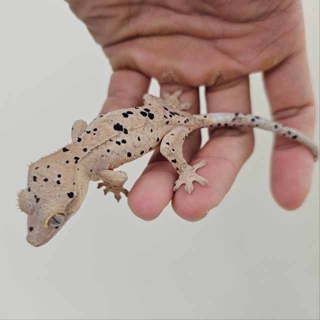 슈퍼달마시안
