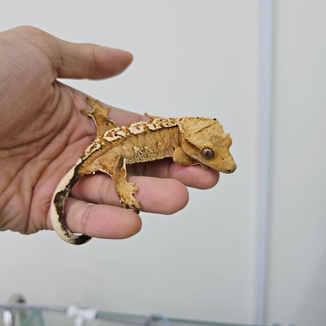 크림시클