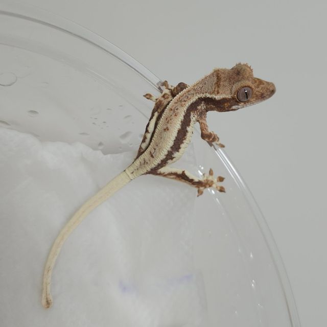 프라푸치노