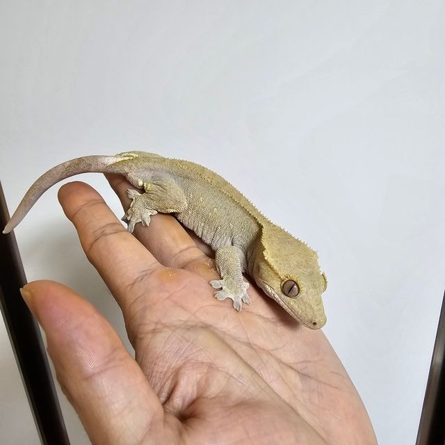 100%헷아잔틱