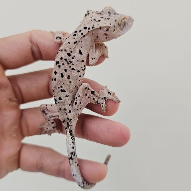 슈퍼달마시안
