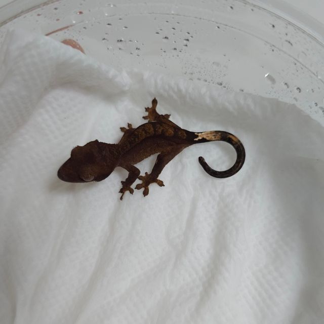 팬텀