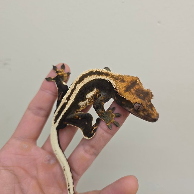 다크 엠티백 슈퍼스트라이프