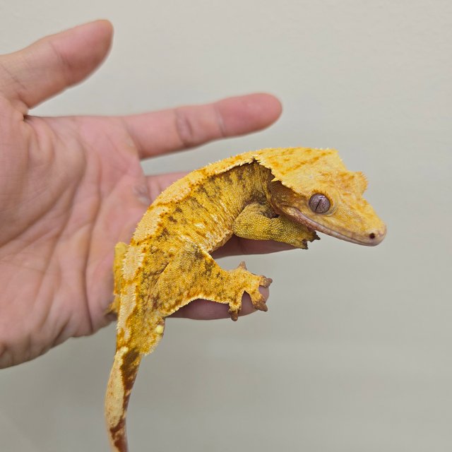 레드 트라이 할리퀸